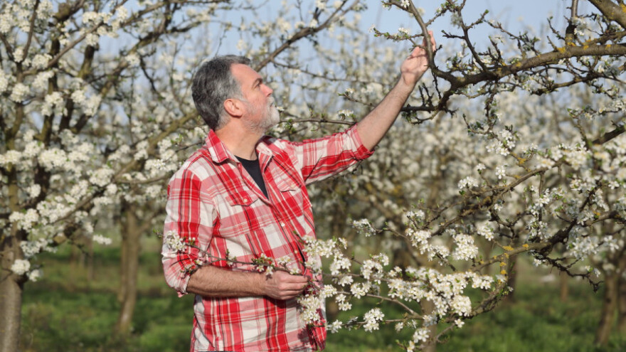 Mijenja se Pravilnik o sadnicama voća za tržište!