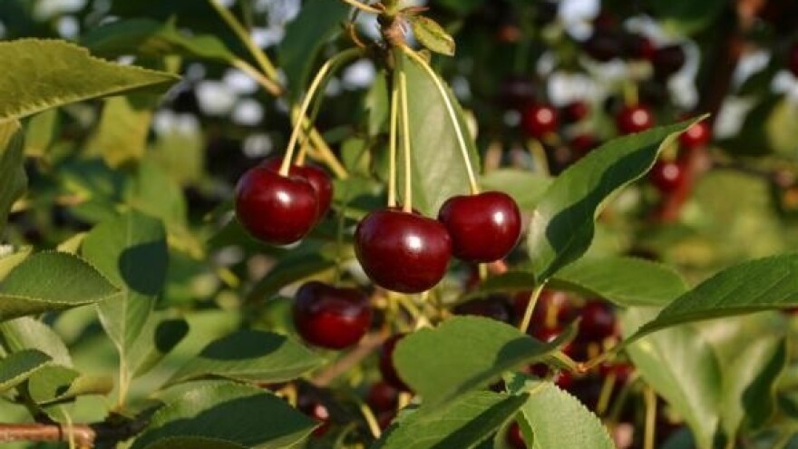 Prodaja sadnica Kraš centra za sezonu jesen 2012