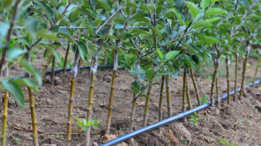 Hitno unaprediti proizvodnju sadnica voća