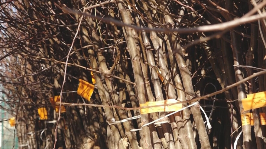 Da li će PSSS moći da proizvodi sadni materijal?