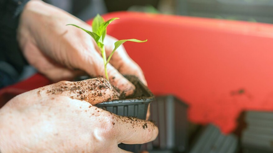 Po prolećnoj setvi, žetva se poznaje
