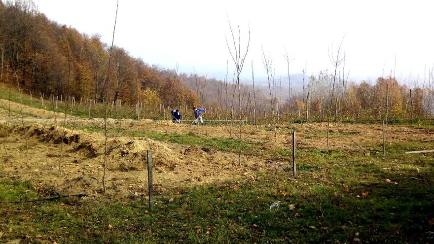 Posadio sam voćku – šta sad da radim?