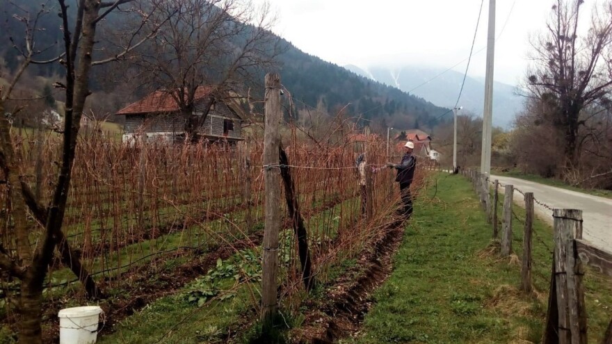 Evo šta je važno znati prilikom sadnje maline