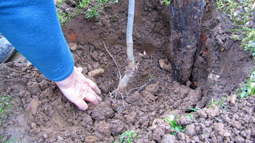 Trešnju posadite poslije opadanja lišća, a prije zimskog mraza