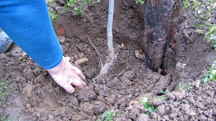 Sadnja voća: Pre početka, umočite koren kako bi se aktivirao
