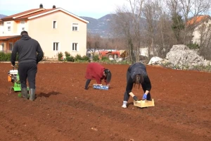 Oživjele ljubuške oranice: Brendirani krompir sade i mladi i stari