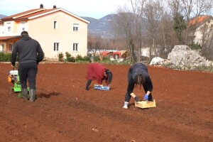 Oživjele ljubuške oranice: Brendirani krompir sade i mladi i stari
