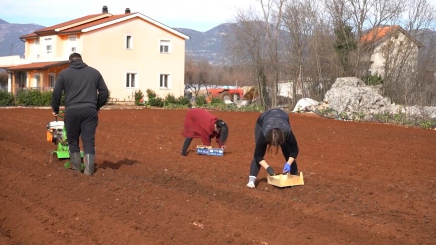 Oživjele ljubuške oranice: Brendirani krompir sade i mladi i stari
