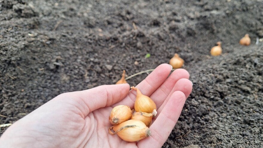 Iz lukovice ili sjemena? Za što se opredijeliti u proizvodnji crvenog luka?