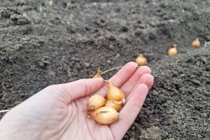 Iz arapadžika ili sjemena? Za šta se opredijeliti u proizvodnji crnog luka?