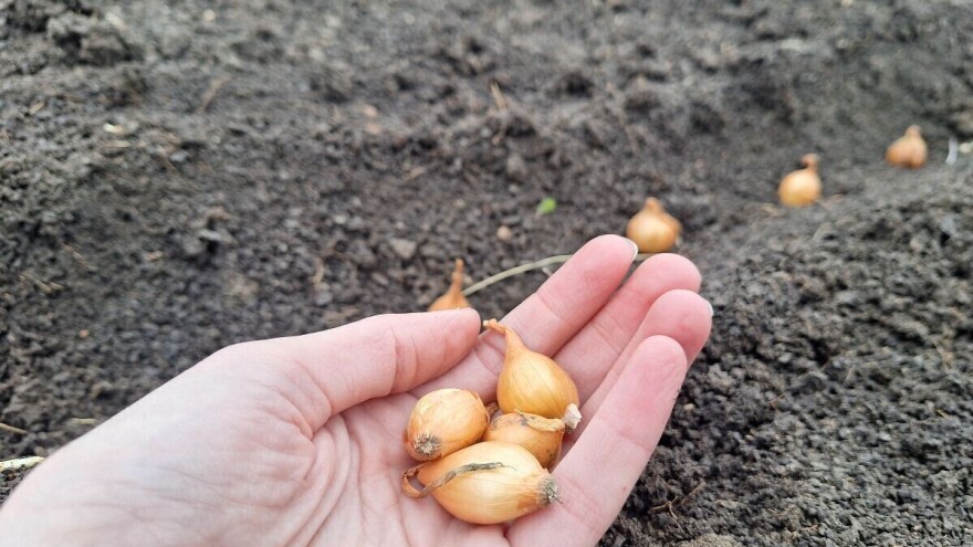 Iz arapadžika ili sjemena? Za šta se opredijeliti u proizvodnji crnog luka?
