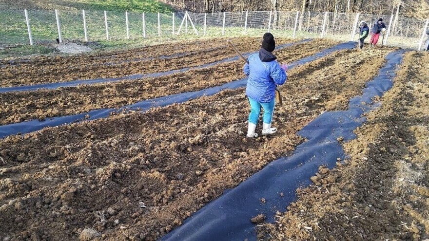 Kako pripremiti zemljište za sadnju borovnica?