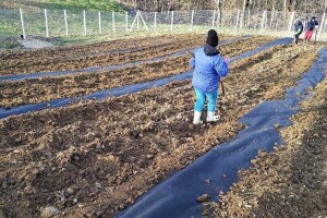 Kako pripremiti tlo za sadnju borovnica?