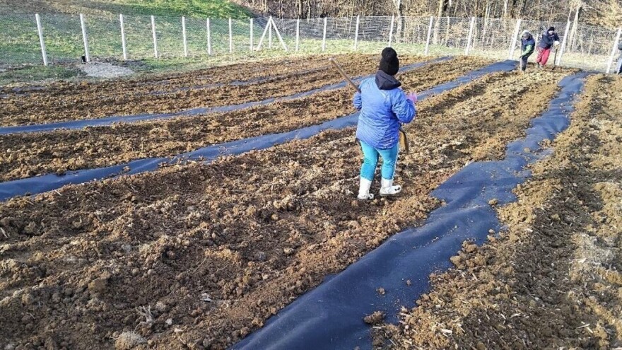 Kako pripremiti zemljište za sadnju borovnica?