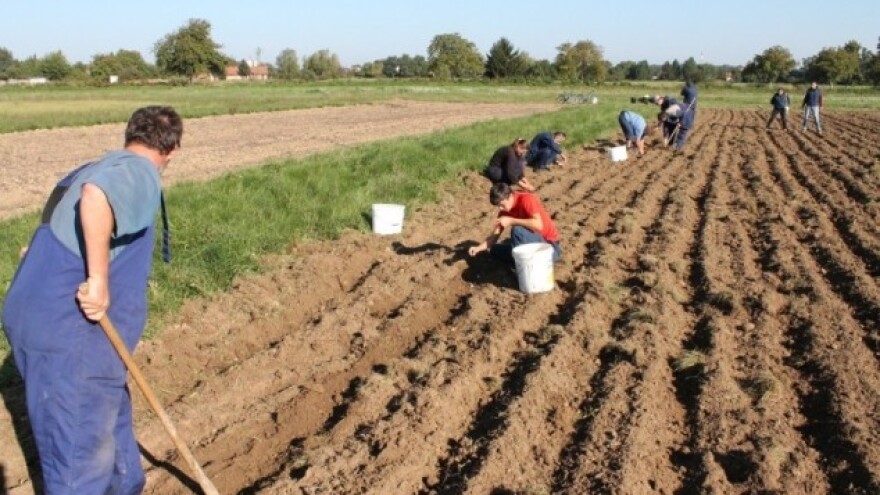 Kako gajiti beli luk iz vazdušnih lukovica? - Povrtarstvo | Agroklub.rs