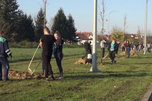 U Požegi posadili preko 40 stabala pretežno javora i jasena