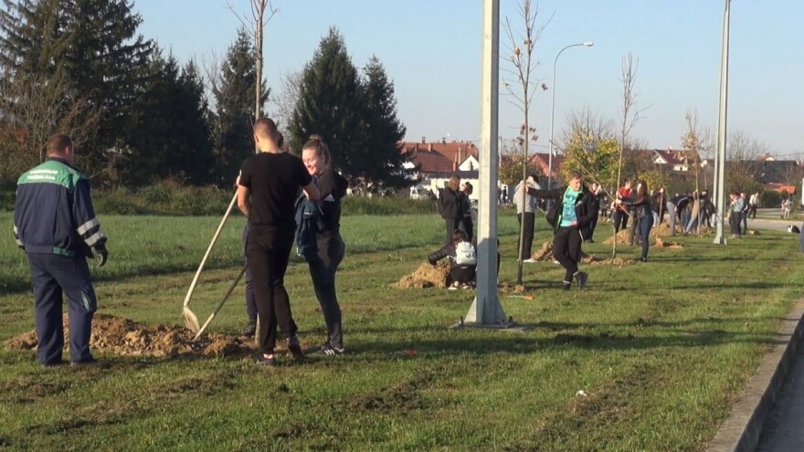 U Požegi posadili preko 40 stabala pretežno javora i jasena