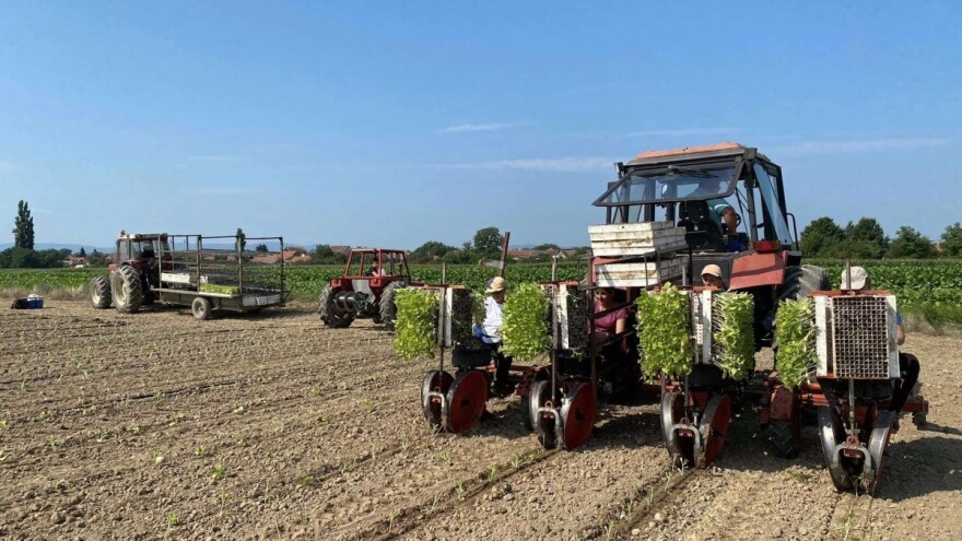 Srpanjska sadnja duhana - cilj je smanjiti troškove proizvodnje i povećati prihod