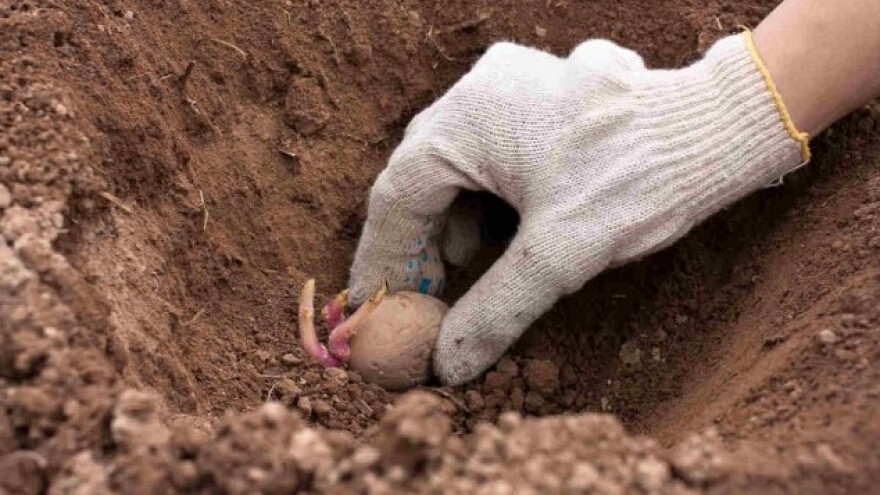 Ne žuriti sa setvom povrća na otvorenom!