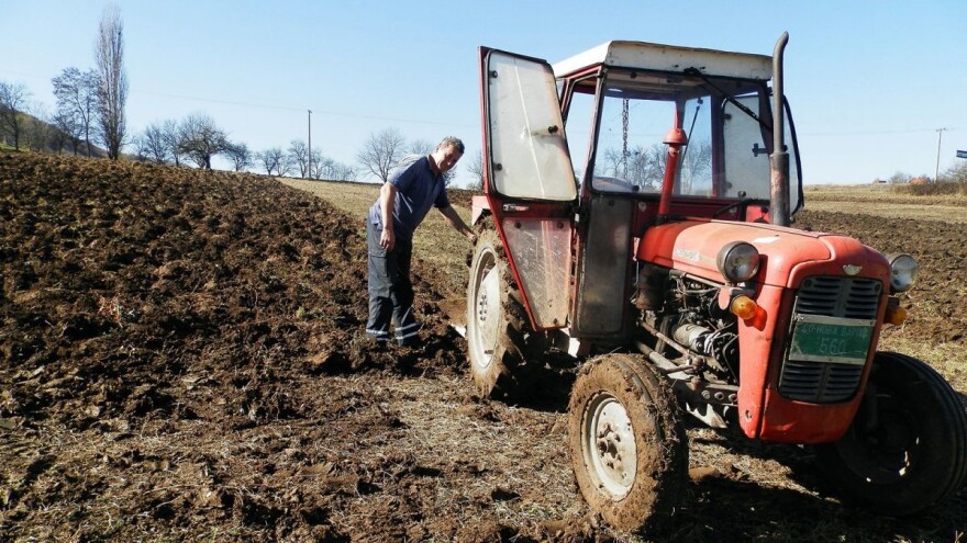 U južnom Pomoravlju sve više proizvođača mladog krompira