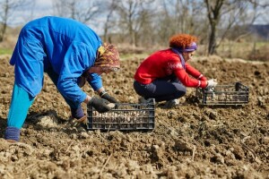 Počela sadnja krumpira - suzbijte korove!