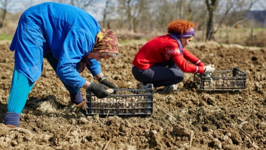 Počela sadnja krumpira - suzbijte korove!