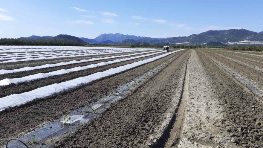 Krenula sadnja u dolini Neretve, očekivani urod do 15.000 tona lubenica