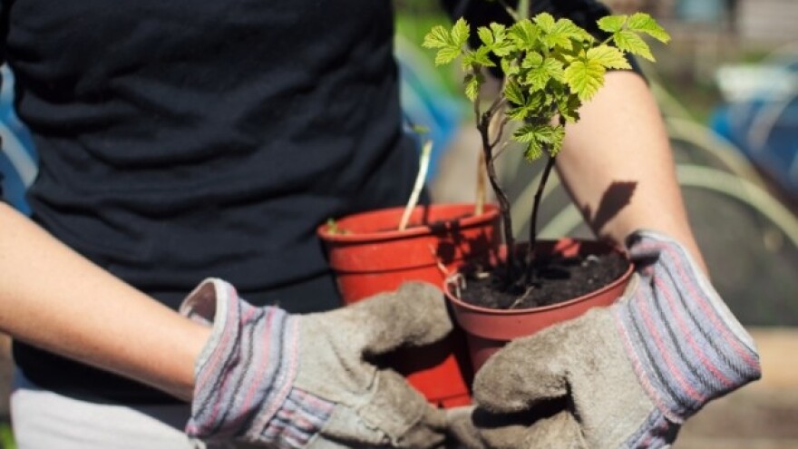Šta je dobro znati o sadnji i gajenju maline?