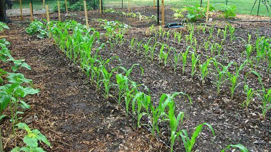 Radovi u bašti tokom marta