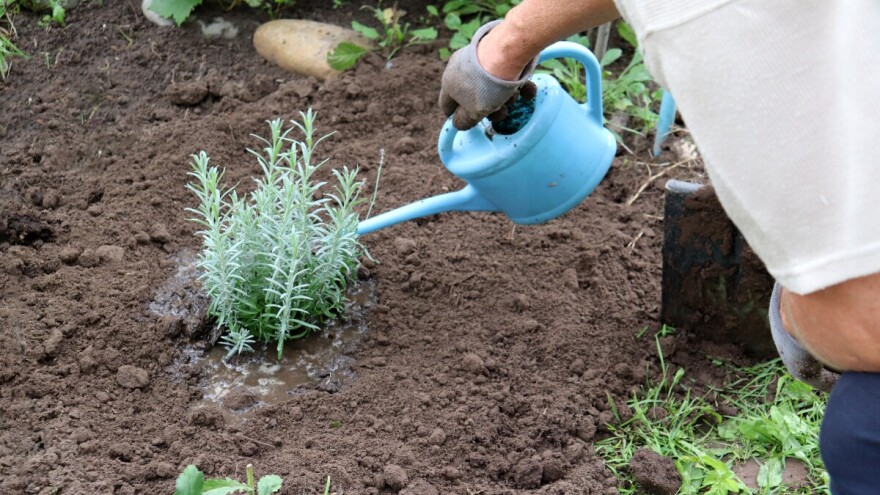 Sadnja mediteranskog bilja: Što trebaju lavanda, kadulja, ružmarin i lovor?