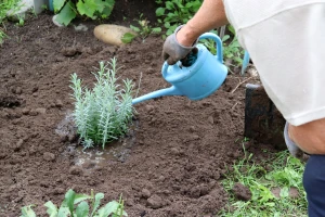 Sadnja mediteranskog bilja: Šta treba lavandi, žalfiji, ruzmarinu i lovoru?