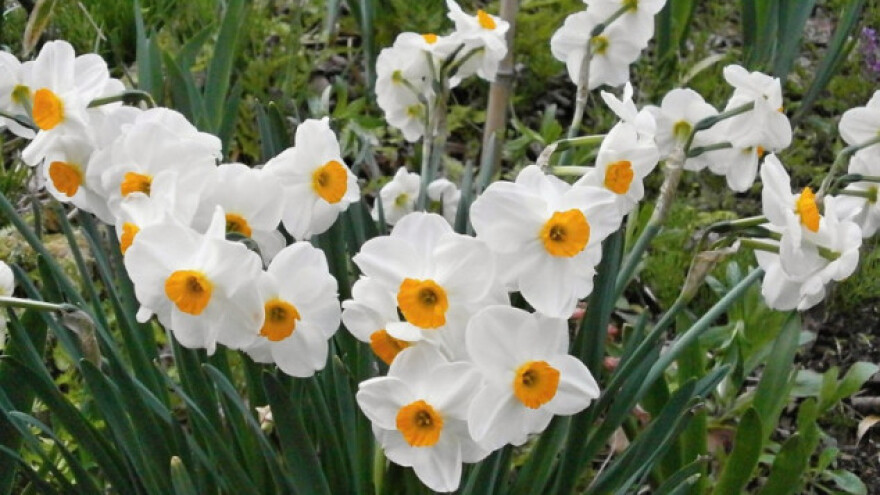 Narcisi - zaštitnici kuća i stabala voća