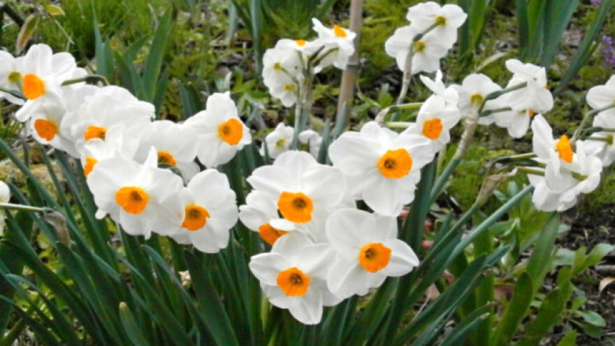 Narcisi - zaštitnici kuća i voćnih stabala