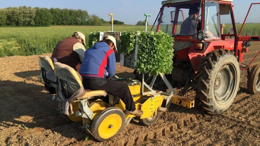U okolici Slatine započeli sa sadnjom duhana!
