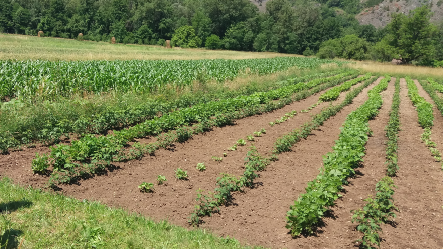 Vječita dilema: Proizvoditi svoje ili kupovati povrće?