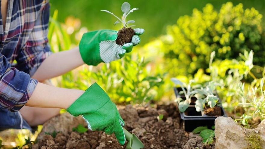 Predavanje i razmjena sjemena na Festivalu Bioraznolikosti u Osijeku