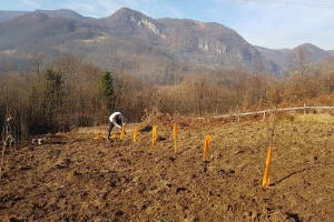 Za rođendan podigao zasad šljiva, a planira da ih sadi još i tako podstiče poljoprivredu