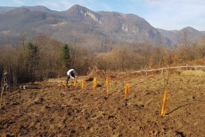 Za rođendan podigao zasad šljiva, a planira da ih sadi još i tako podstiče poljoprivredu