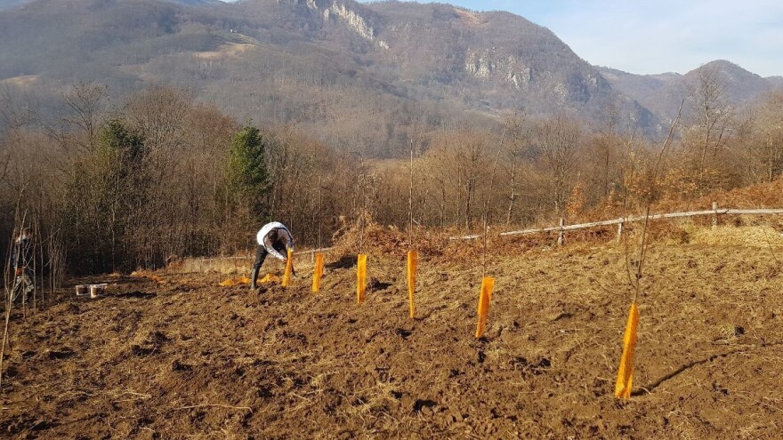 Za rođendan podigao zasad šljiva, a planira da ih sadi još i tako podstiče poljoprivredu