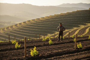 Sadnja vinograda nakon ulaska u EU