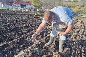 Planirate saditi višnje? Evo šta treba znati, korak po korak