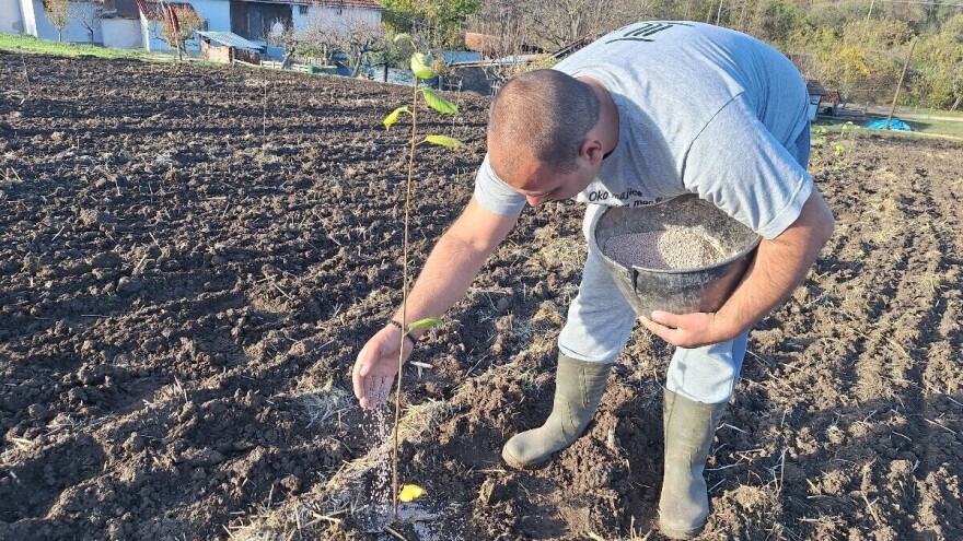 Planirate saditi višnje? Evo šta treba znati, korak po korak