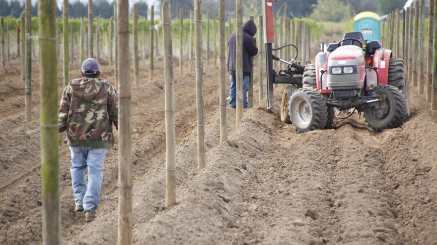 Prije sadnje voća na jesen uradite analizu tla i pravilno đubrenje