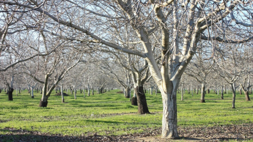 Jesen je idealna za sadnju voćnih sadnica
