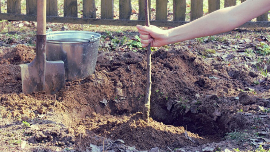 Podsticaji za sadnice, sertifikaciju i selekciju