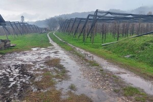 Amaterizam skupo košta: Voćnjak na plavljenom terenu, ima li pomoći?