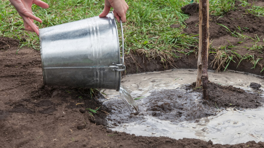 Prednosti jesenje sadnje voćaka i ukrasnog drveća