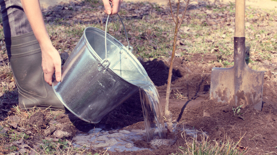Prolećnu sadnju voća obaviti do sredine marta