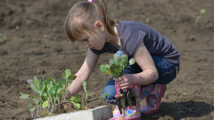Vrtićka djeca sadila varaždinsko zelje