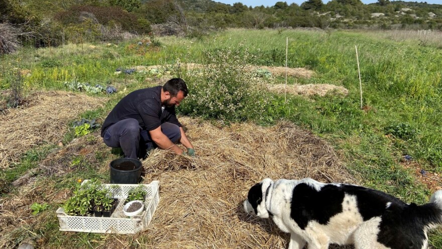 Malčira morskom travom i vunom te čuva svaku kap vode